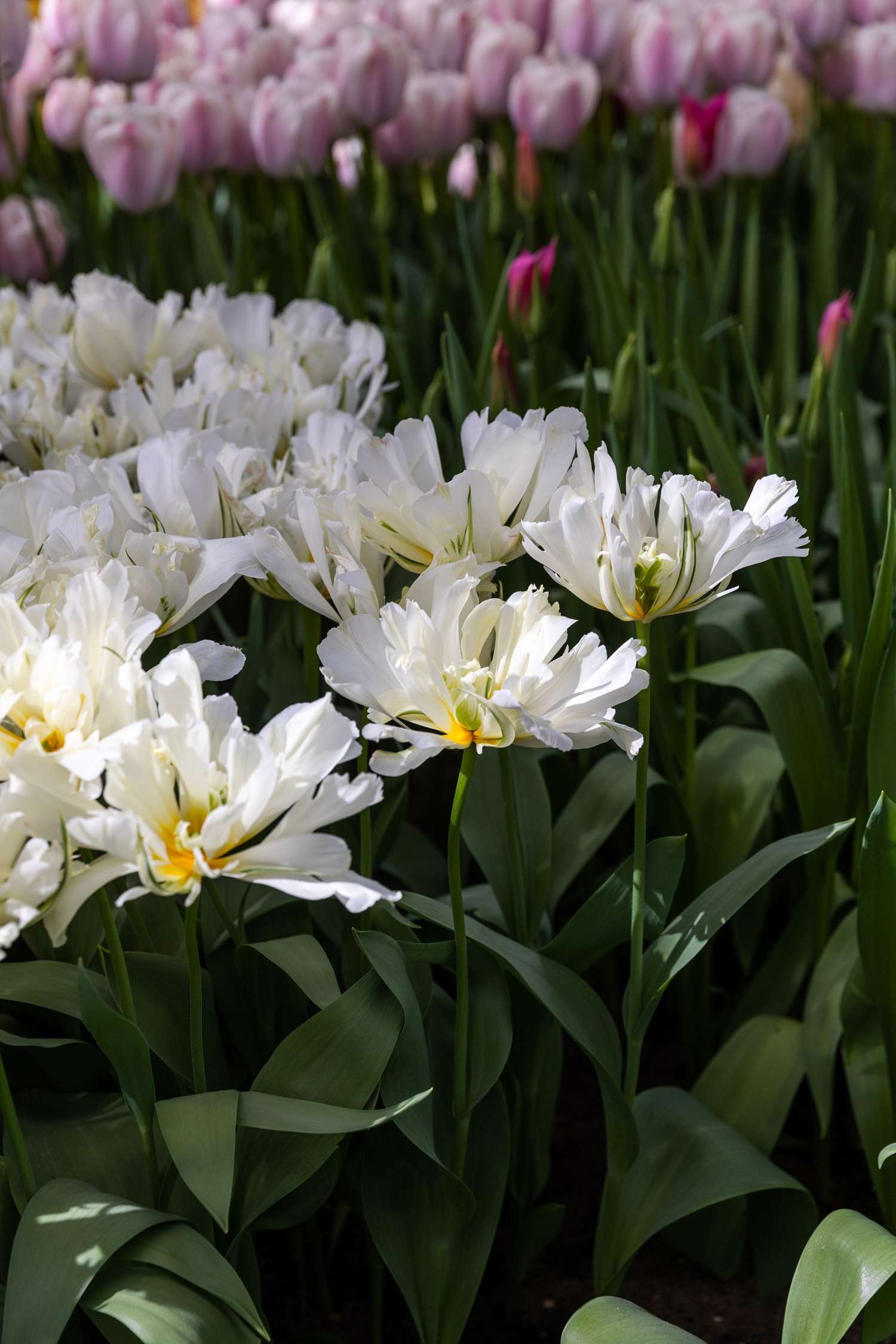 'Tulppaani 'White Valley'